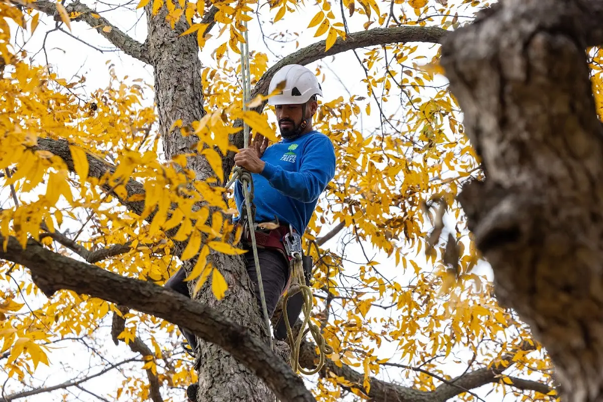 Skilled Tree Transplanting crew working in Luther